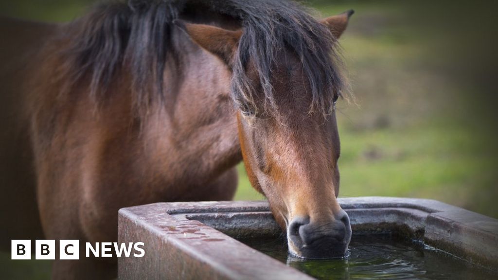 StokeonTrent horses treated after antifreeze found in water