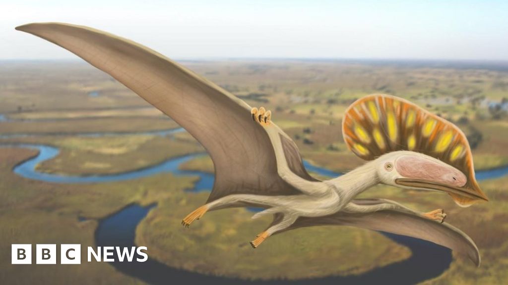 Isle of Wight pterosaur species fossil hailed as UK first - BBC News