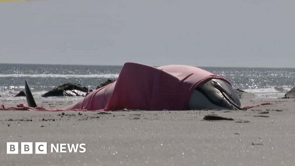 Eight dolphins dead after washing ashore in New Jersey