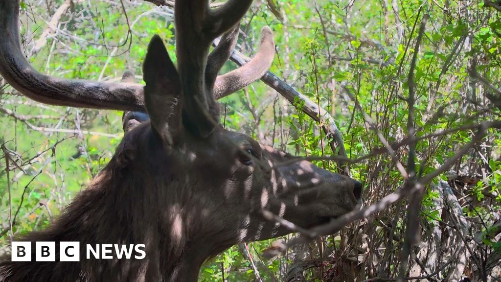 Saving Kyrgyzstan reindeer from brink of extinction