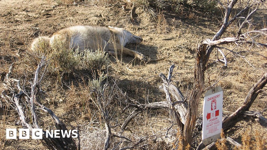 Cyanide bombs: US says it's OK to kill wild animals with deadly poison -  BBC News