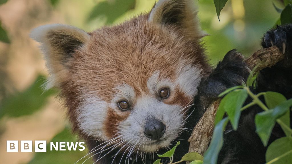 UK zoos at risk of closure