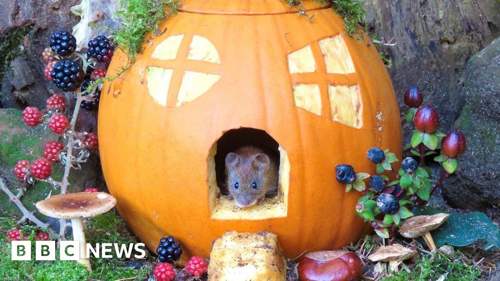 Norfolk voles get Halloween pumpkin house BBC News