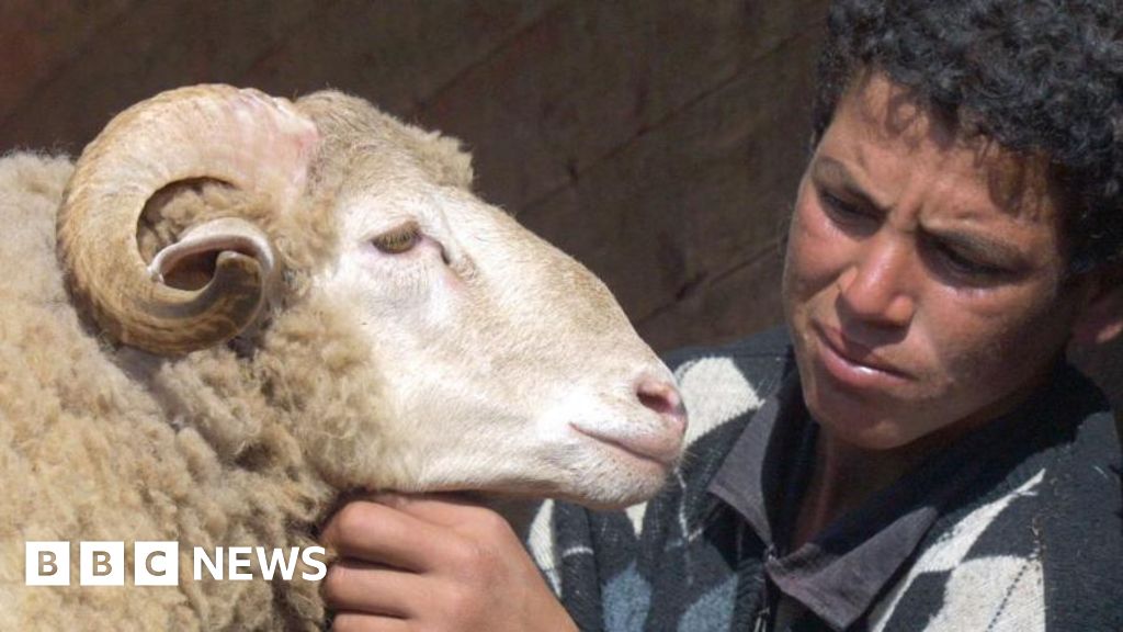 No sheep for Eid, king tells Moroccans