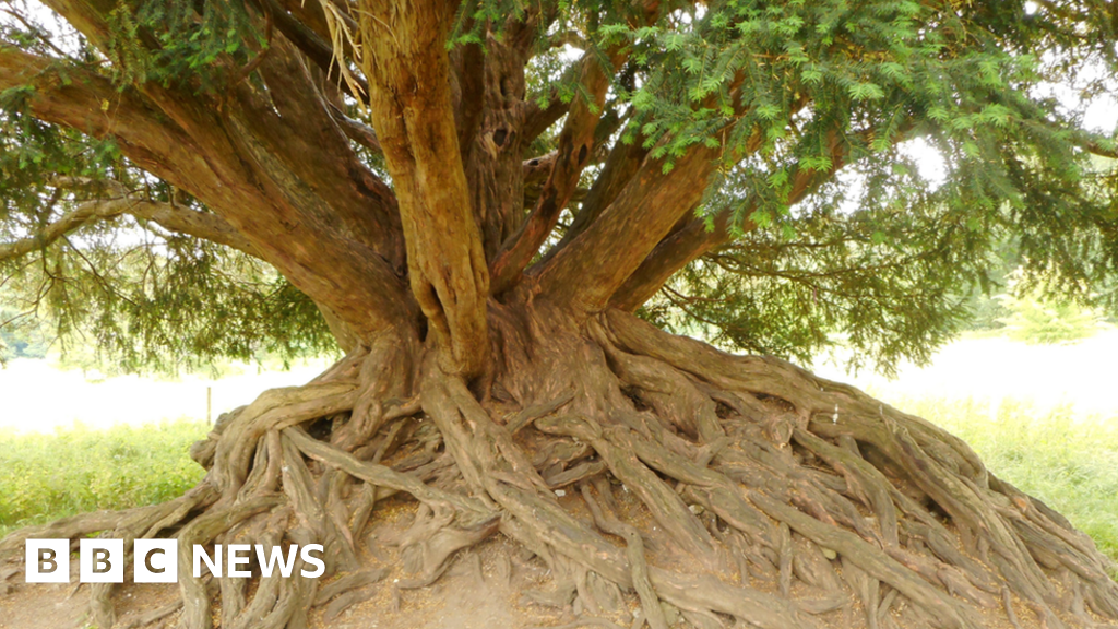 Tree of the Year: ‘Magnificent’ Surrey yew wins vote