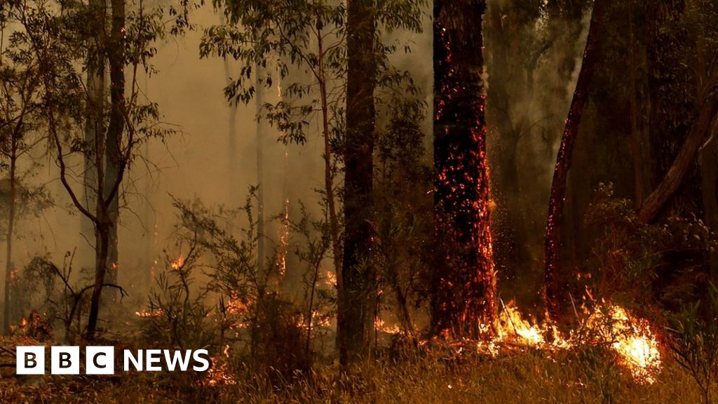 Australia fires: Have gum trees made the bushfires worse? thumbnail