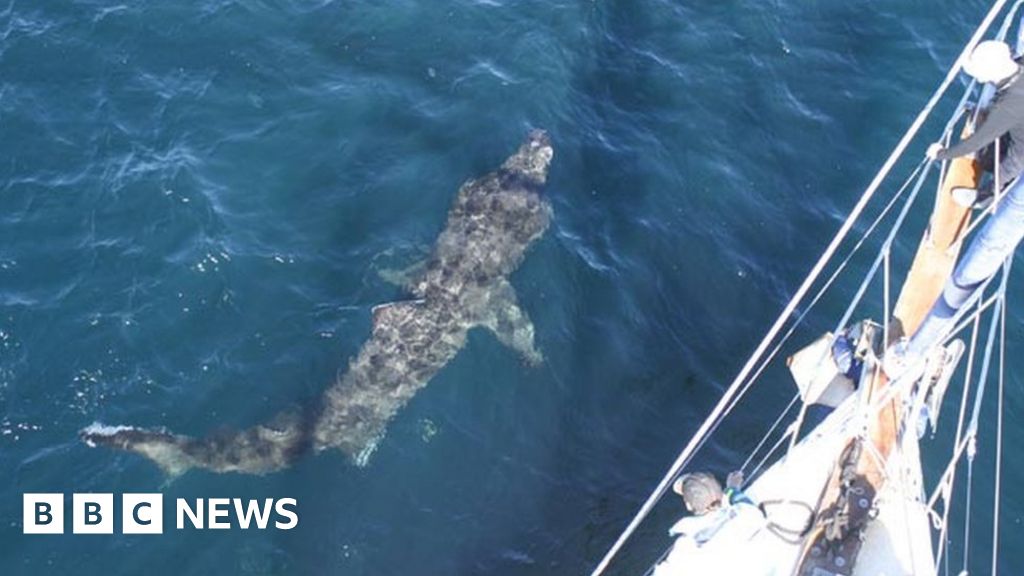 'Few sightings' of basking sharks off Scotland - BBC News