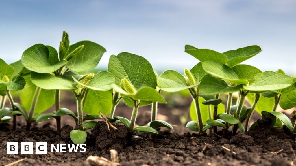 Moray farmer uses underwear to test soil fertility - BBC News