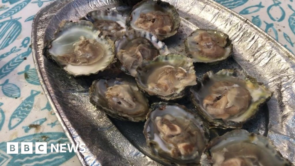 New waterfront location for Falmouth Oyster Festival deemed a success