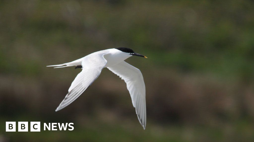 Several hundred birds found dead at Norfolk nature reserve