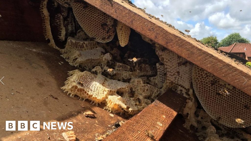 110 000 Bees Removed From Cardiff S Rookwood Hospital Bbc News