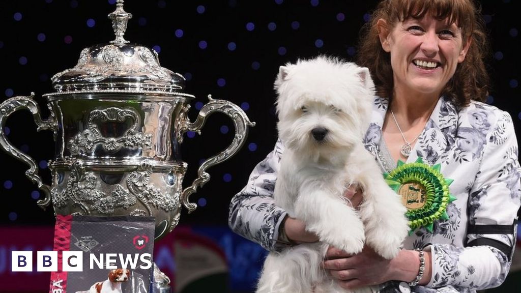 Flock Grundig Jeg regner med West Highland Terrier Devon wins Crufts Best In Show - BBC News
