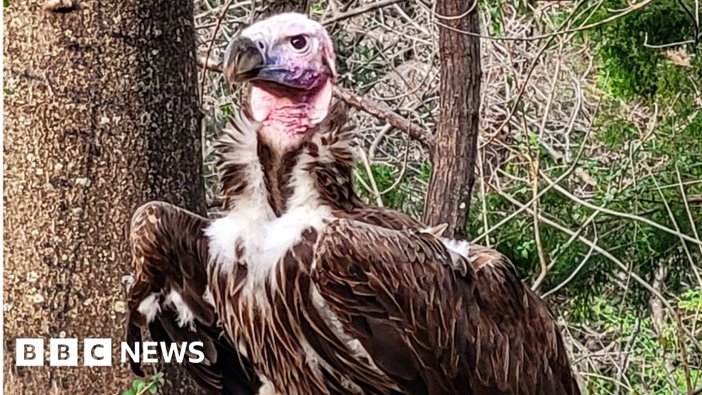 Dallas Zoo offers $10,000 reward after rare vulture's death