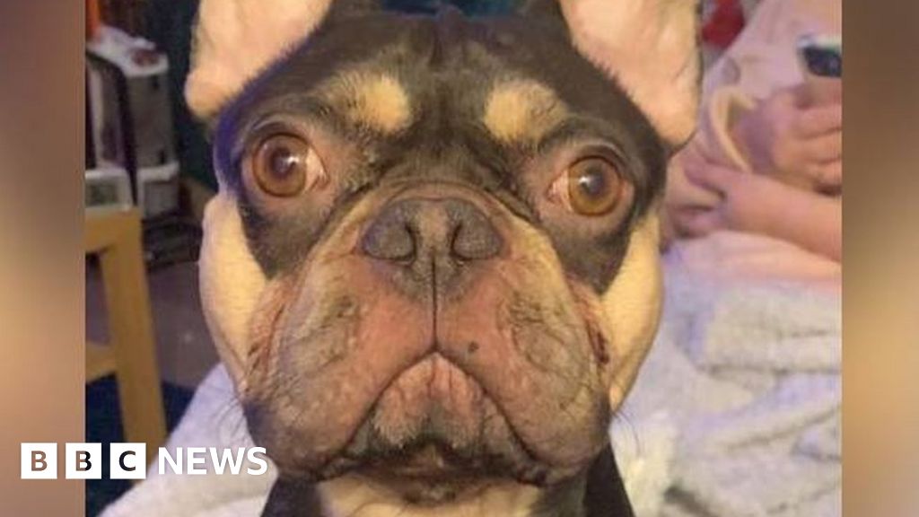 Sisters dive into icy Blaenavon pond in bid to save dogs