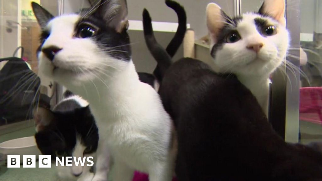 Canning Town cat charity overwhelmed by increase in abandoned pets