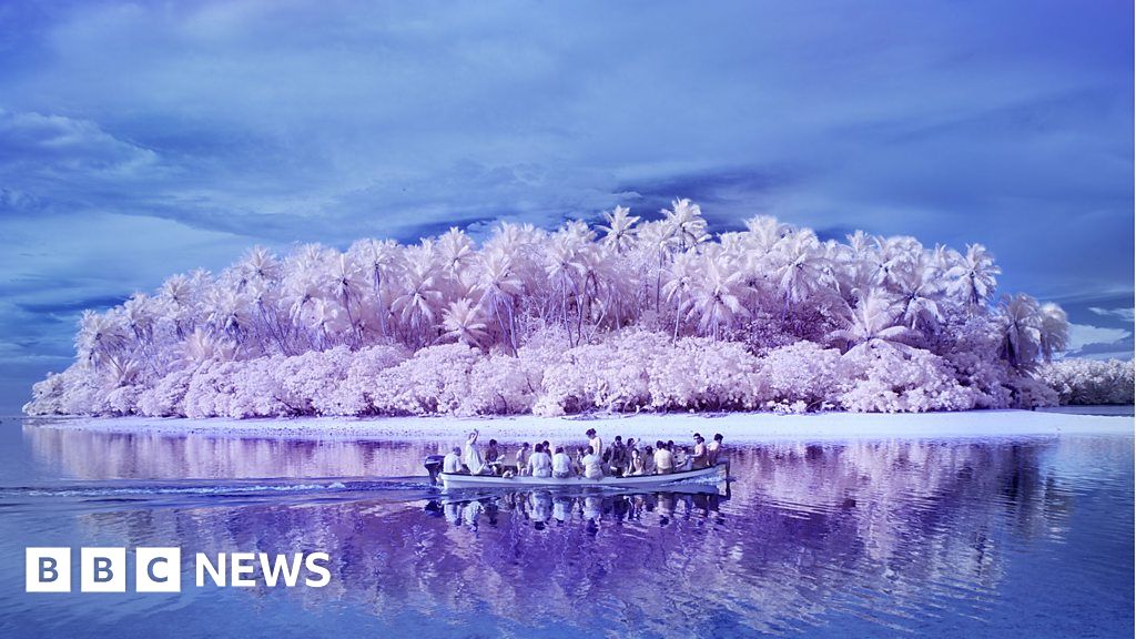 Where they see in black, white and grey