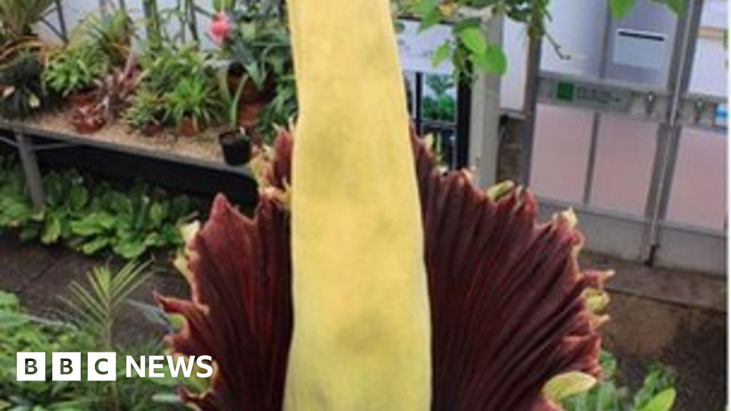 World's smelliest plant flowers at The Royal Botanic Garden in