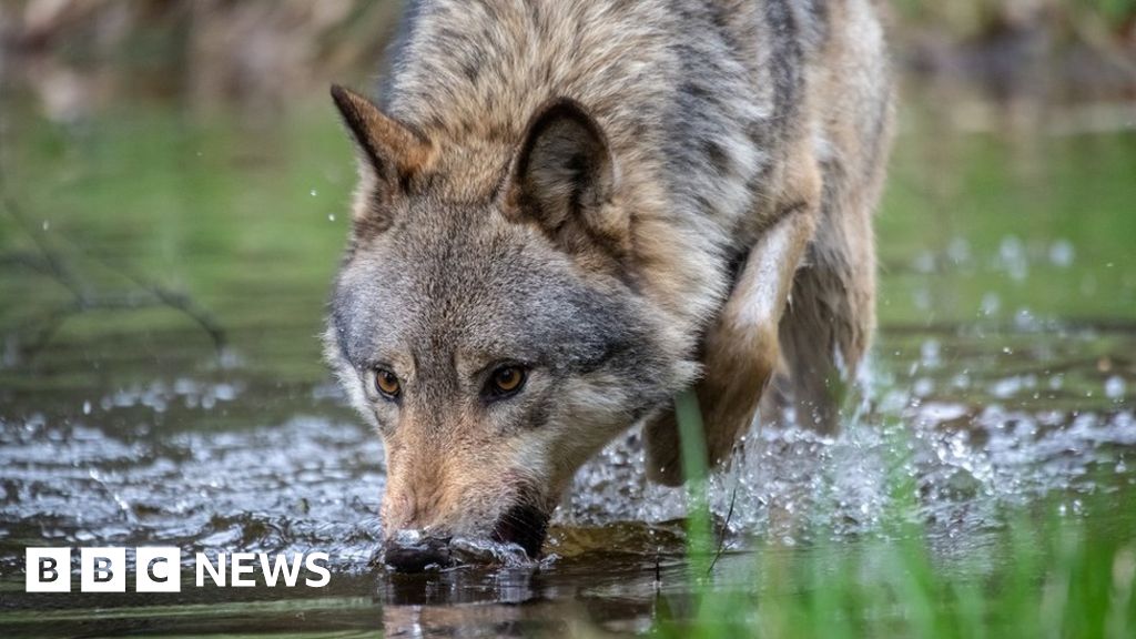 Paintballs to be shot at Dutch wolves in bid to make them less tame