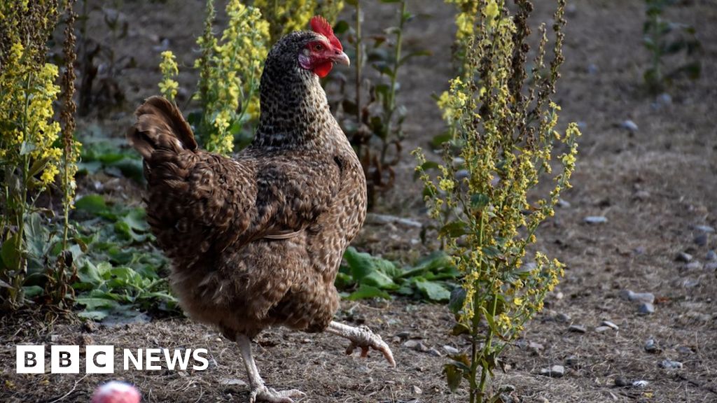 Bird flu: Two outbreaks confirmed in Cheshire 