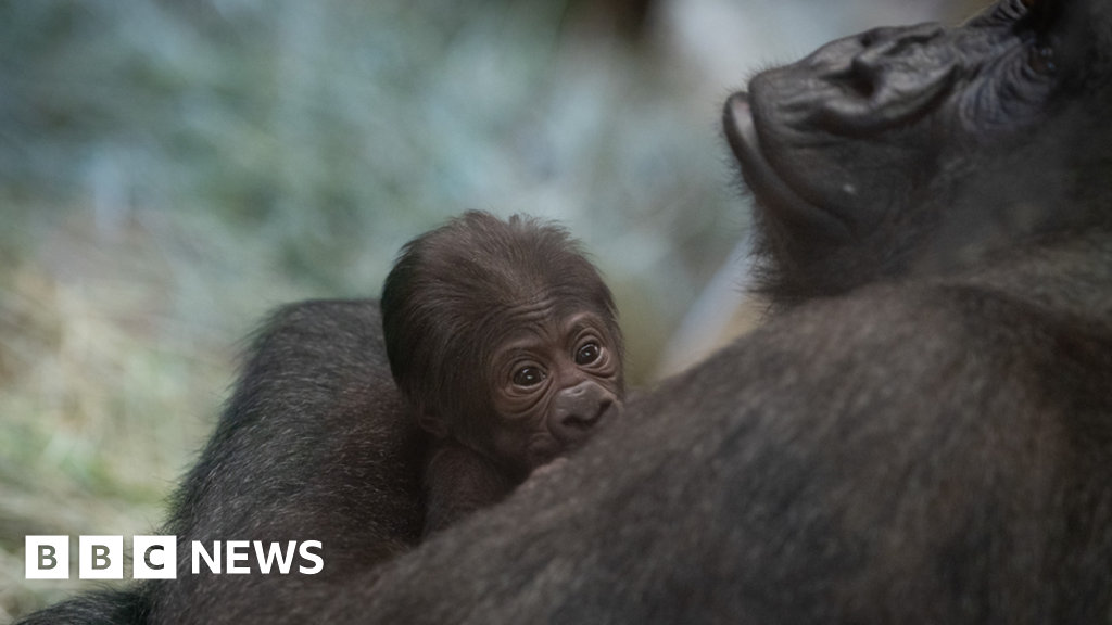 Gorilla thought to be male surprises zoo with birth