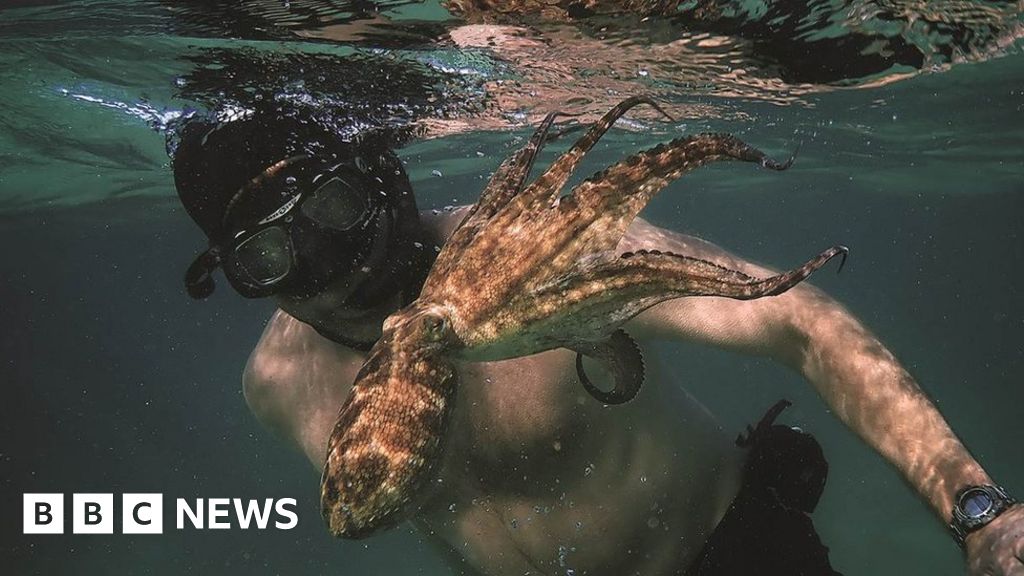 'How I became friends with an octopus'