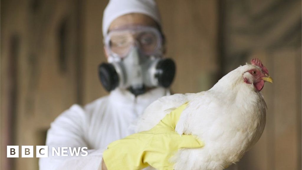 Safety Measures In Place As Bird Flu Confirmed At Premises - BBC News