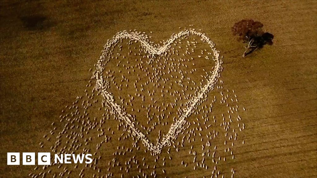 Australian Farmer Uses Sheep In Heart Shaped Tribute To Aunt Bbc News