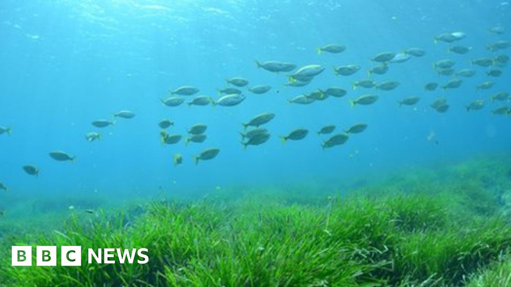 Climate change: 'Forever plant' seagrass faces uncertain future - BBC News