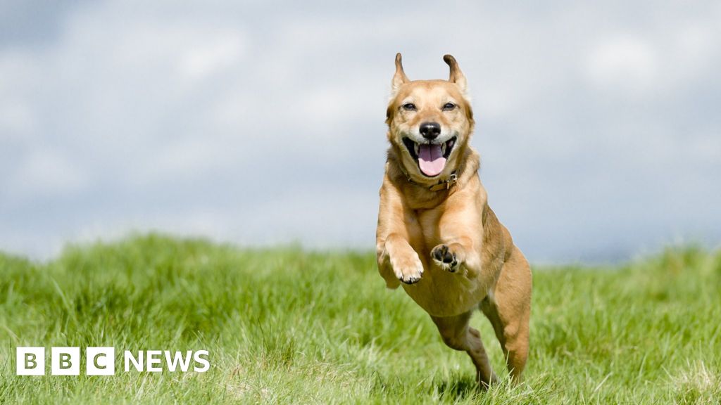 Dogs can cry when owners come home, study suggests