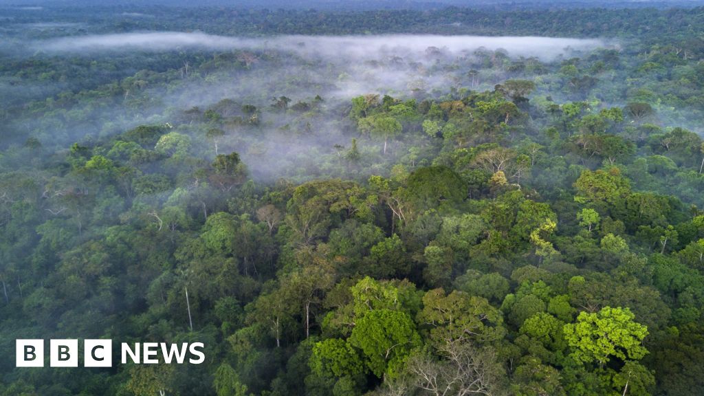 Amazon deforestation down by a third in 2023, says Brazilian government