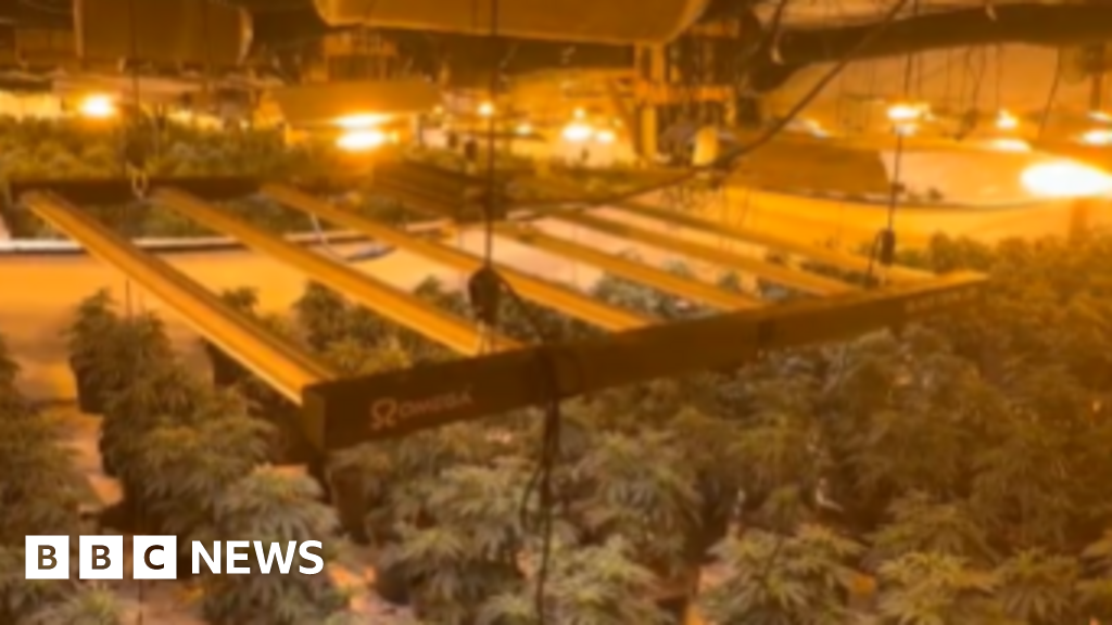 bbc.co.uk - Mick Lunney - Cannabis 'worth millions' seized in Doncaster police raid