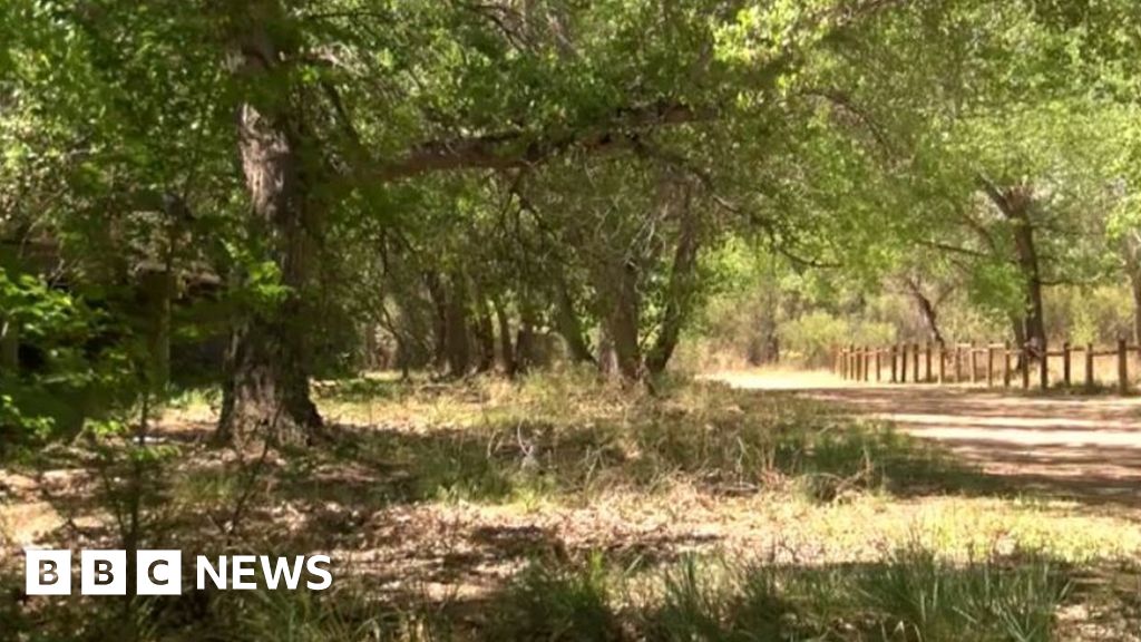 Man Found With Hands Nailed To Tree In Albuquerque Woods Bbc News