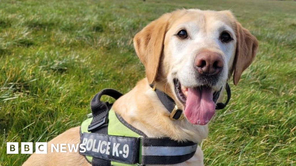 Bangor man jailed after police dog finds cocaine in tumble dryer - BBC News