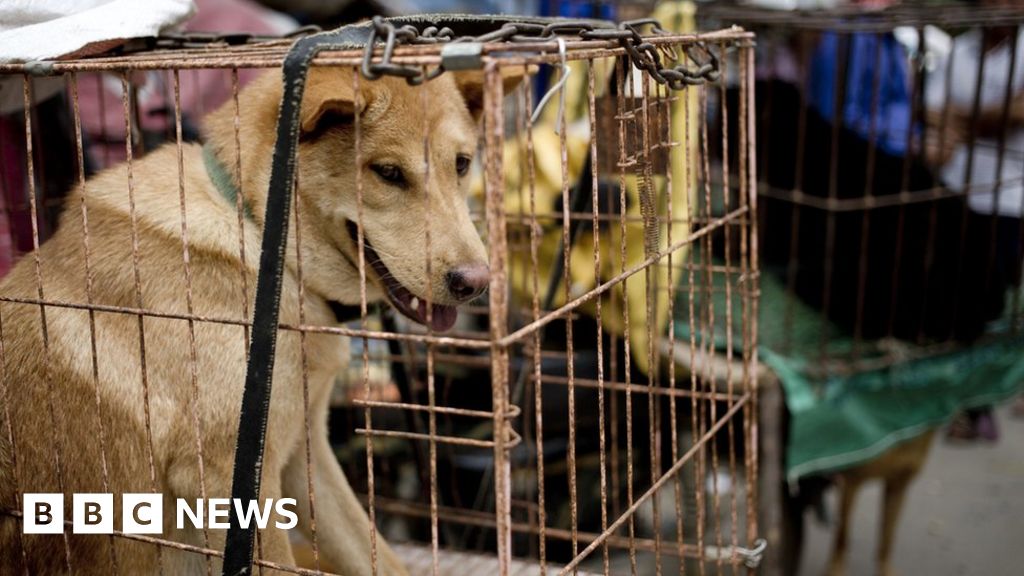 Yulin Dog Meat Festival Begins In China Amid Widespread Criticism - Bbc News