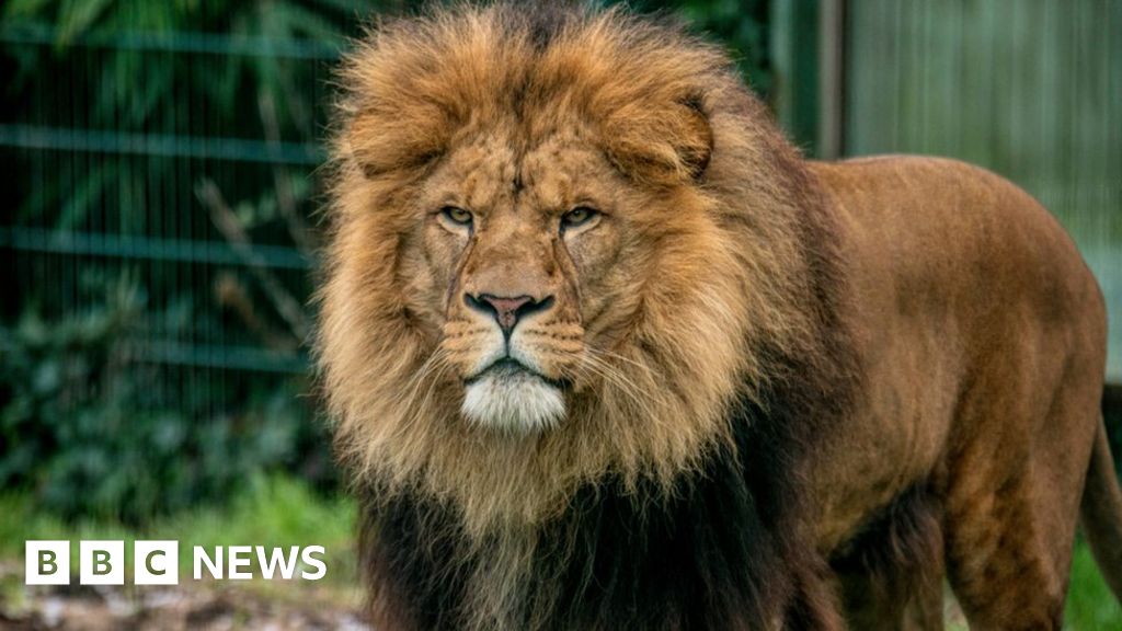 Blackpool Zoo unveils plans for new big cats' house BBC News