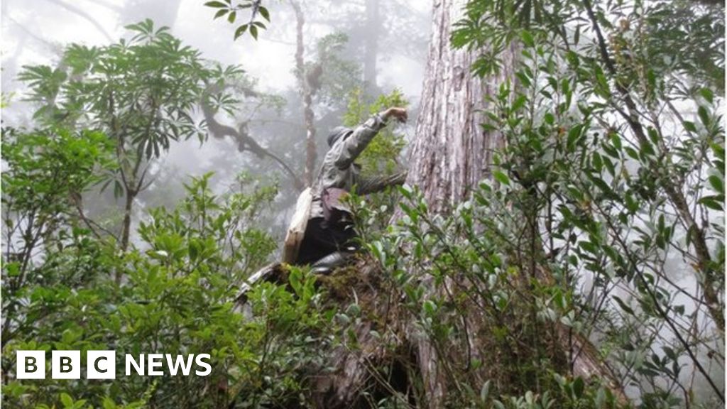 Earth's trees number 'three trillion' BBC News