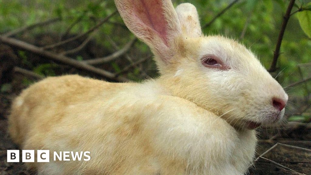 Why do rabbits have such long ears? - Discover Wildlife