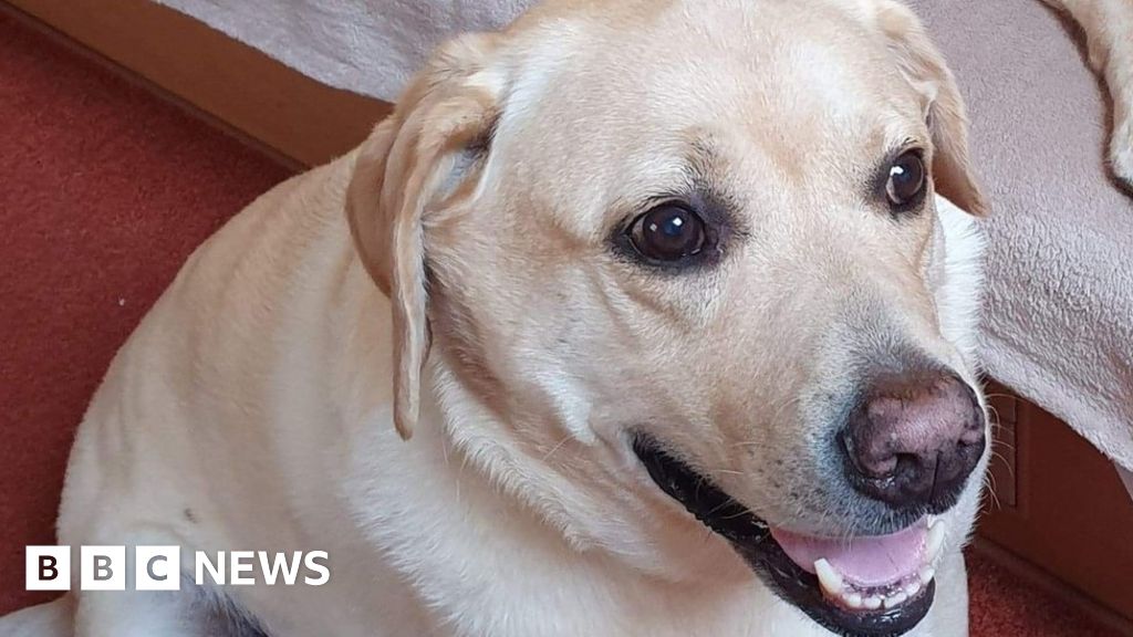 Labrador dog 'recovering' after eating its lead BBC News