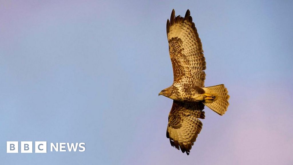 Wildlife crimes action taken against Angus Glens estate - BBC News