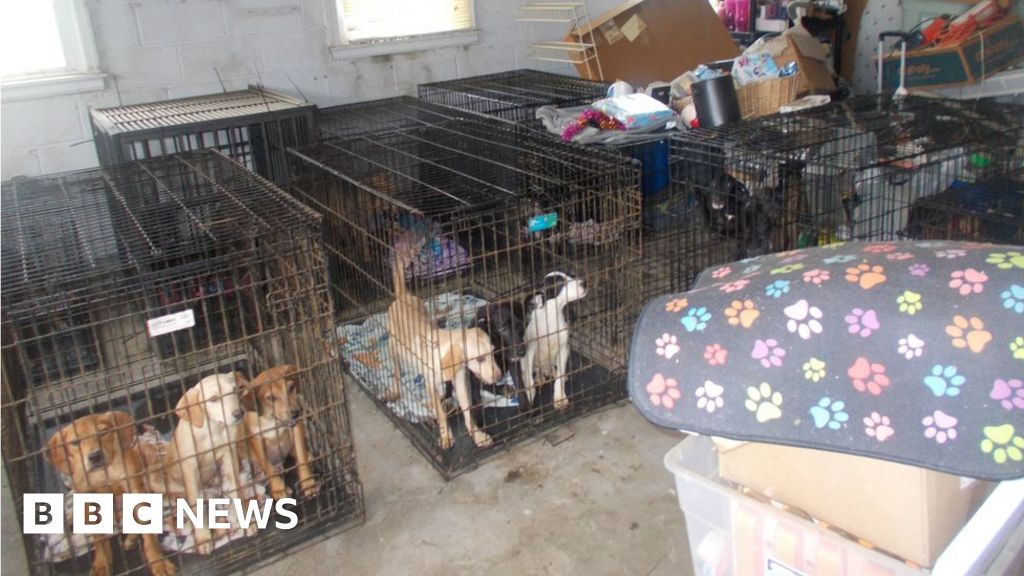 Дарения наводниха приют в САЩ след спасяването на 86 кучета от „ужасни условия“