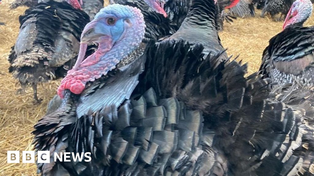 No turkey shortage, says British Poultry Council