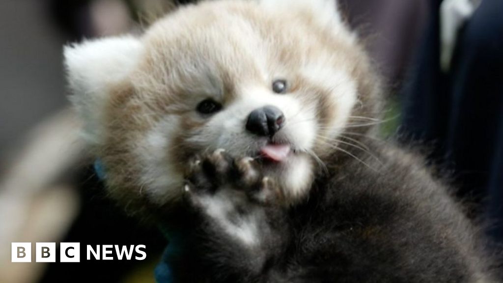 ‘Incredible’ rare red panda cubs begin exploring