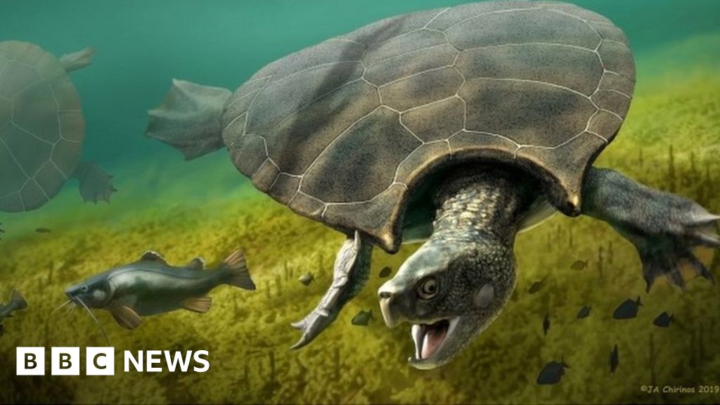 Car-sized turtle fossils unearthed