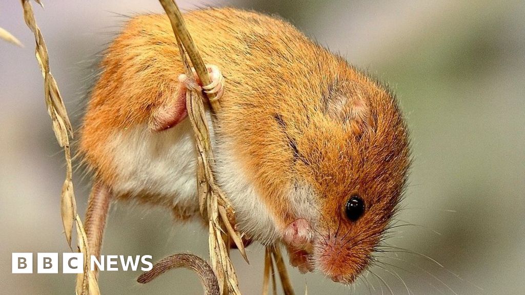 Harvest mice 'rediscovered' in Selborne BBC News