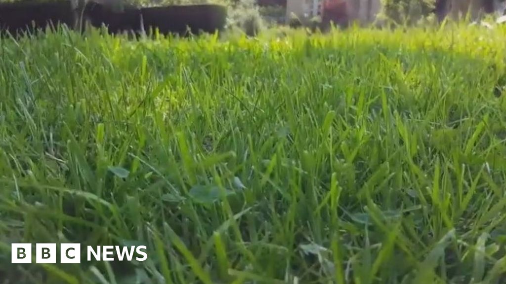 Трава весной. Полевая сныть. Семена газона мятлик луговой. Трава ни ер. Зеленая травка.