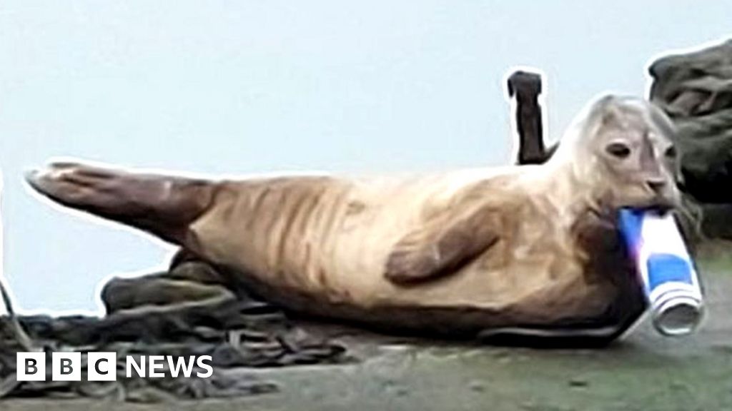 Funny best sale seal videos