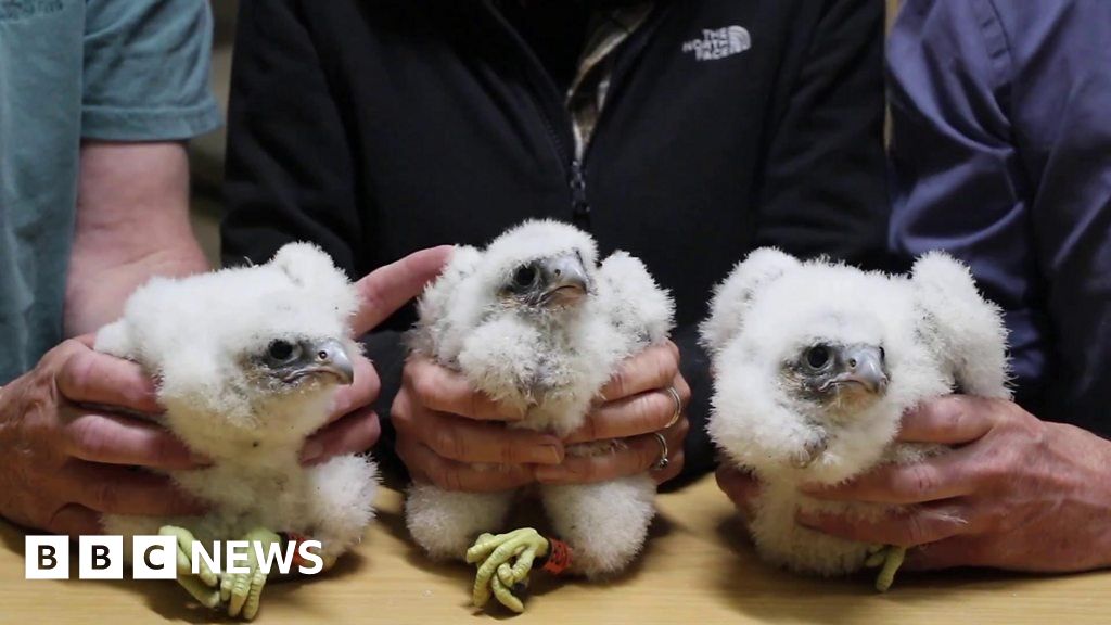 Trio Of Peregrine Falcon Chicks Named In Public Vote - BBC News