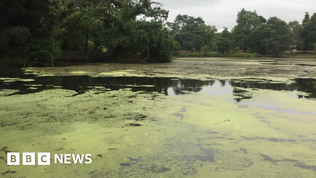 Why Bluegreen algae can be toxic BBC News