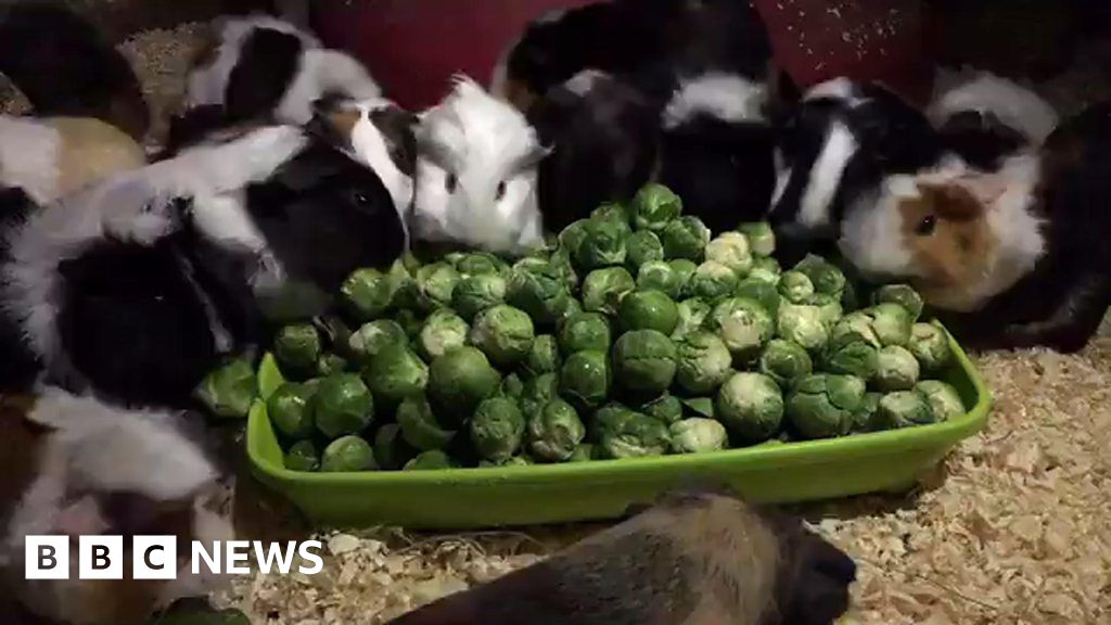 flea killer for kittens