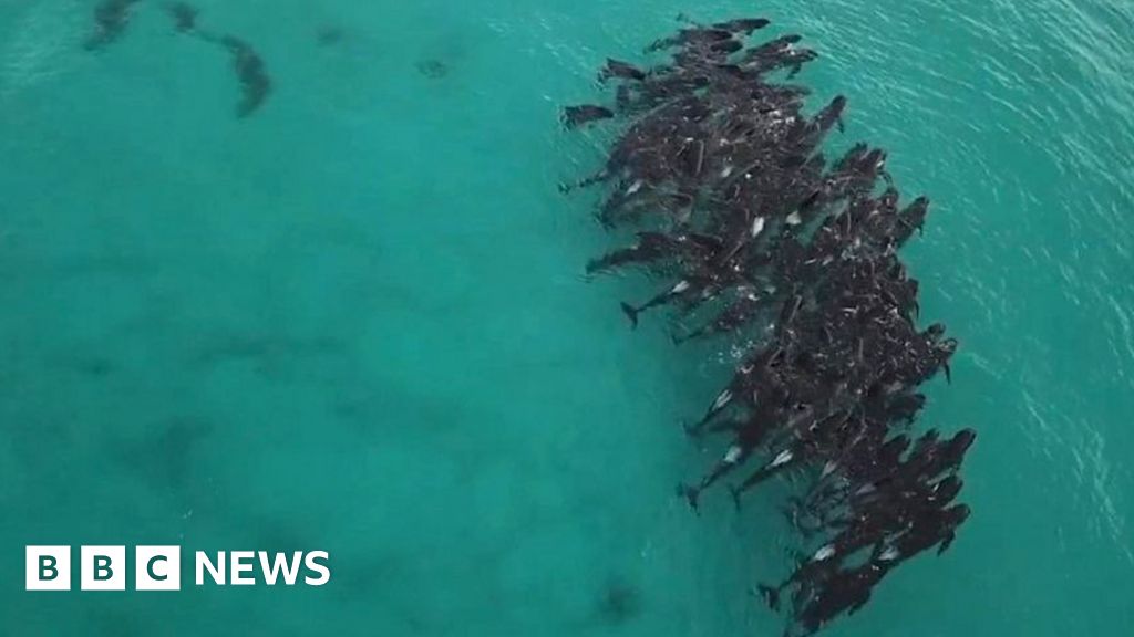 Australia whales: 90 dead in mass stranding off Tasmania - BBC News